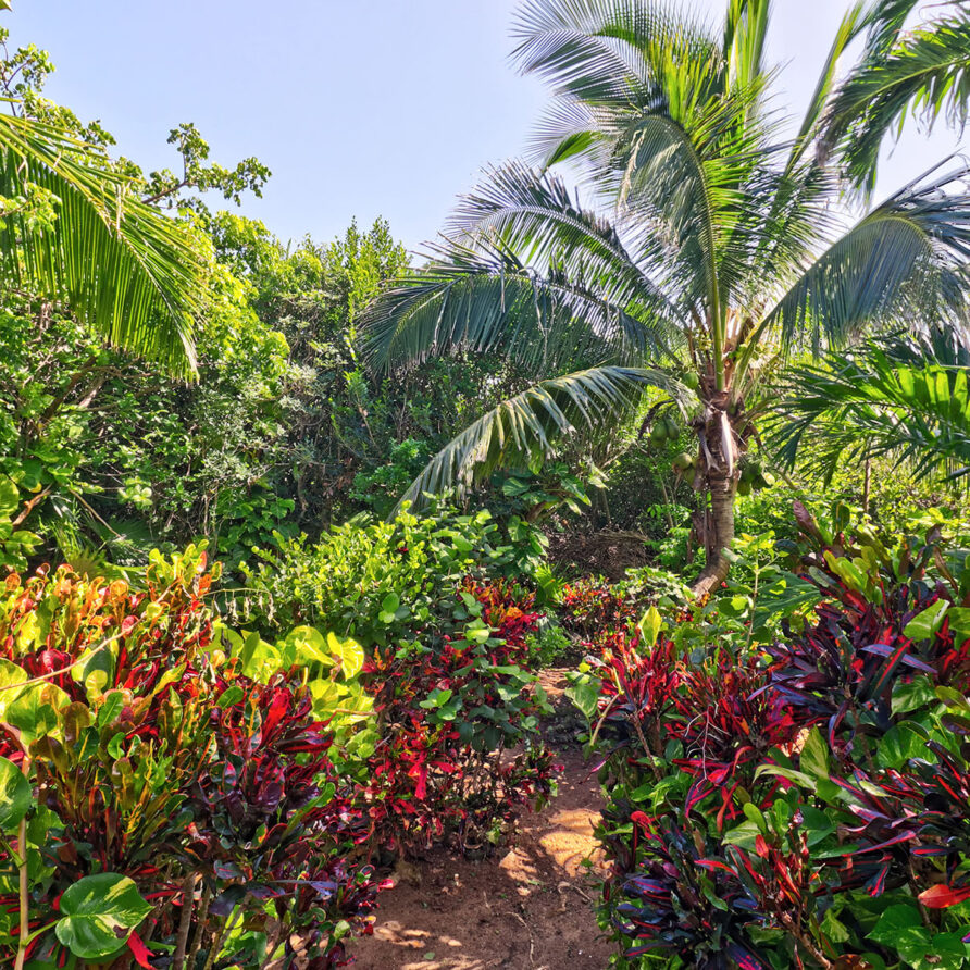 Lil Gecko - Lushly Landscaped