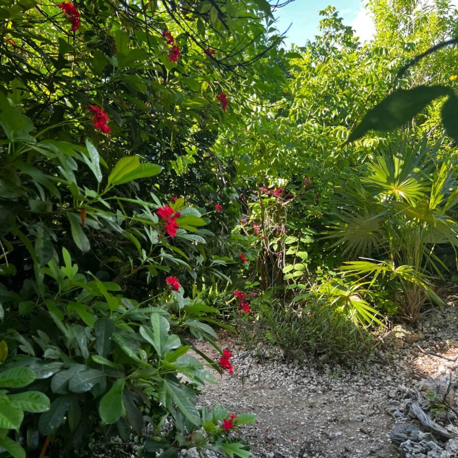 Lil Gecko - Landscaping 9